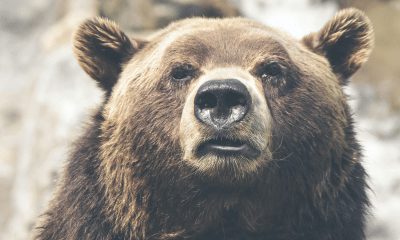 Bitcoin [BTC] analyst says bears are not done yet because…