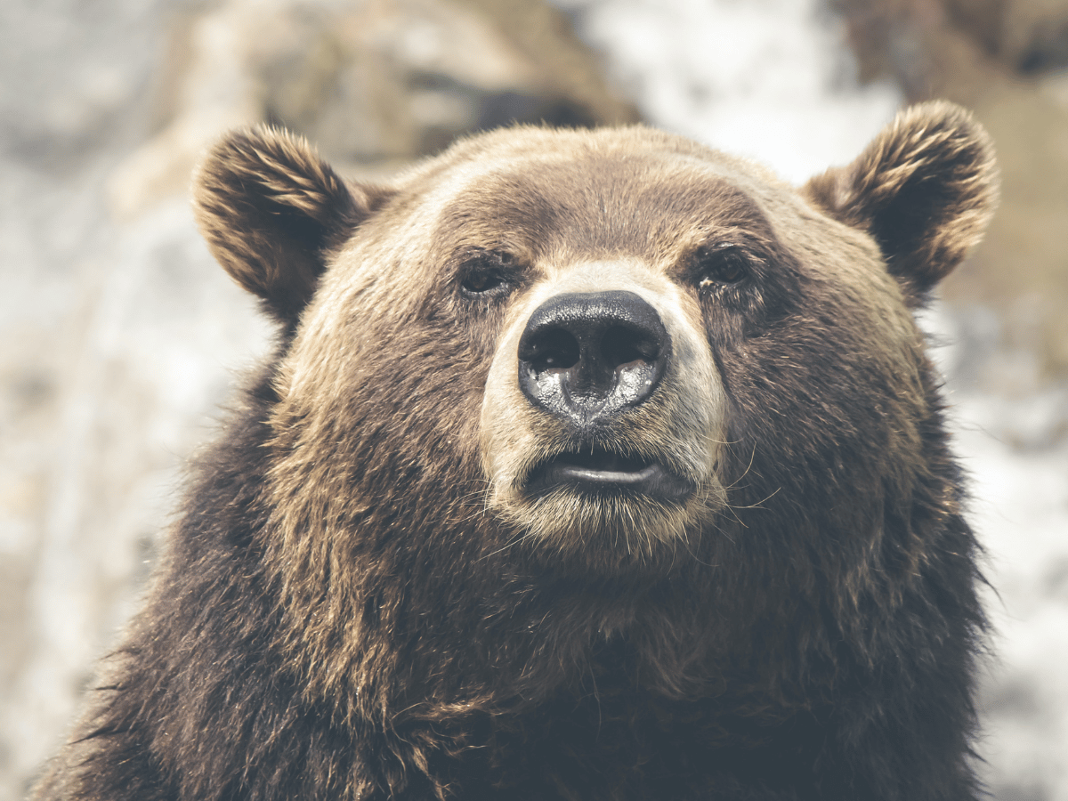 Bitcoin [BTC] analyst says bears are not done yet because…