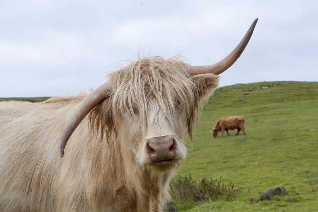 Cardano bulls will be revived only after a move above...