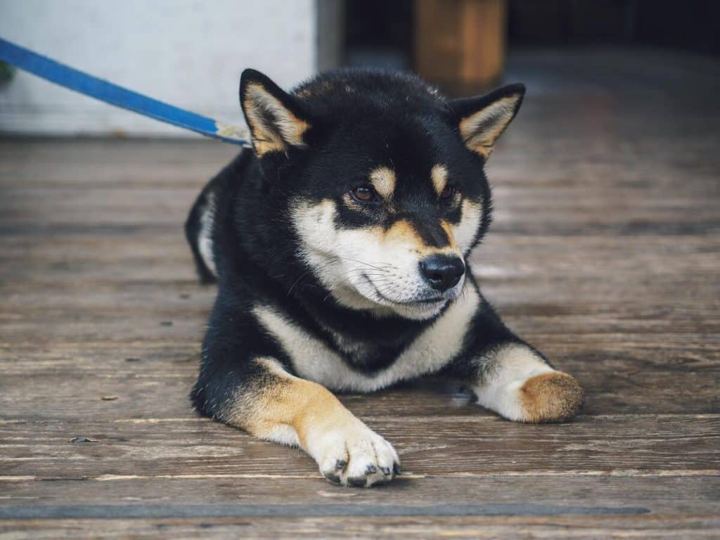 Shiba Inu [SHIB] holders, 'TREAT' thyself to this new update