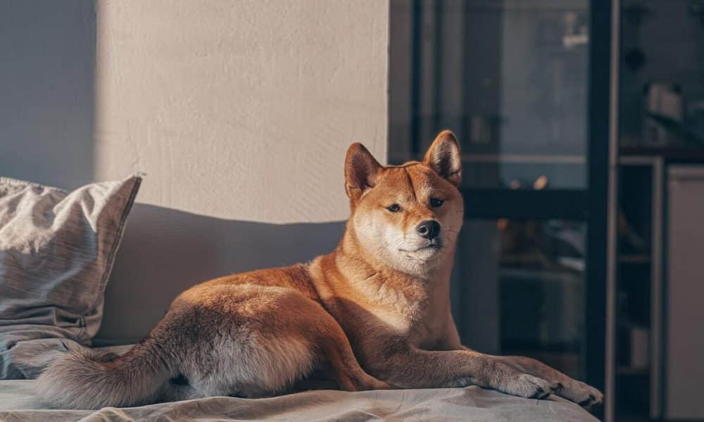 Shiba Inu gets attention from whales, but what does it mean for its price - AMBCrypto (Picture 1)