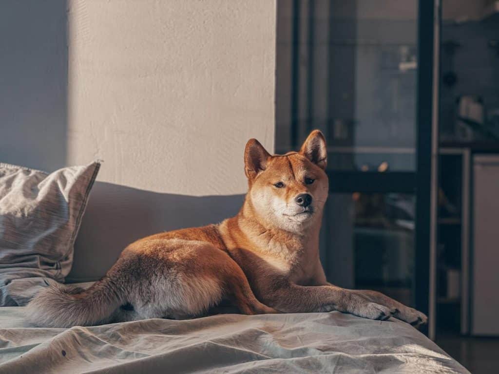 Shiba Inu gets attention from whales, but what does it mean for its price