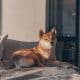 Shiba Inu gets attention from whales, but what does it mean for its price