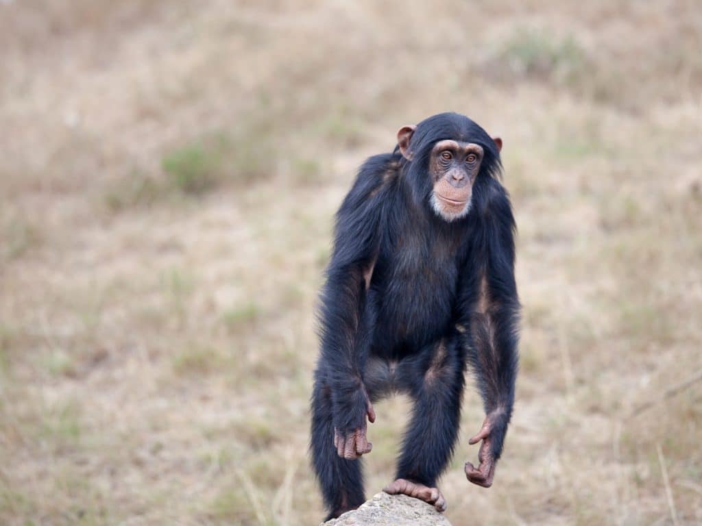 ApeCoin's [APE] price drops even as these metrics see a surge