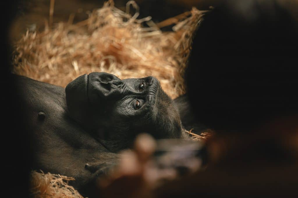 Going short on ApeCoin [APE]? You should read this before you trade