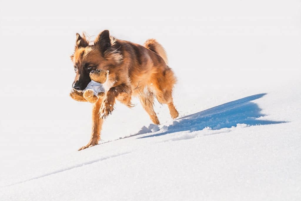 SHIB traded in a range, but investors could profit from these levels