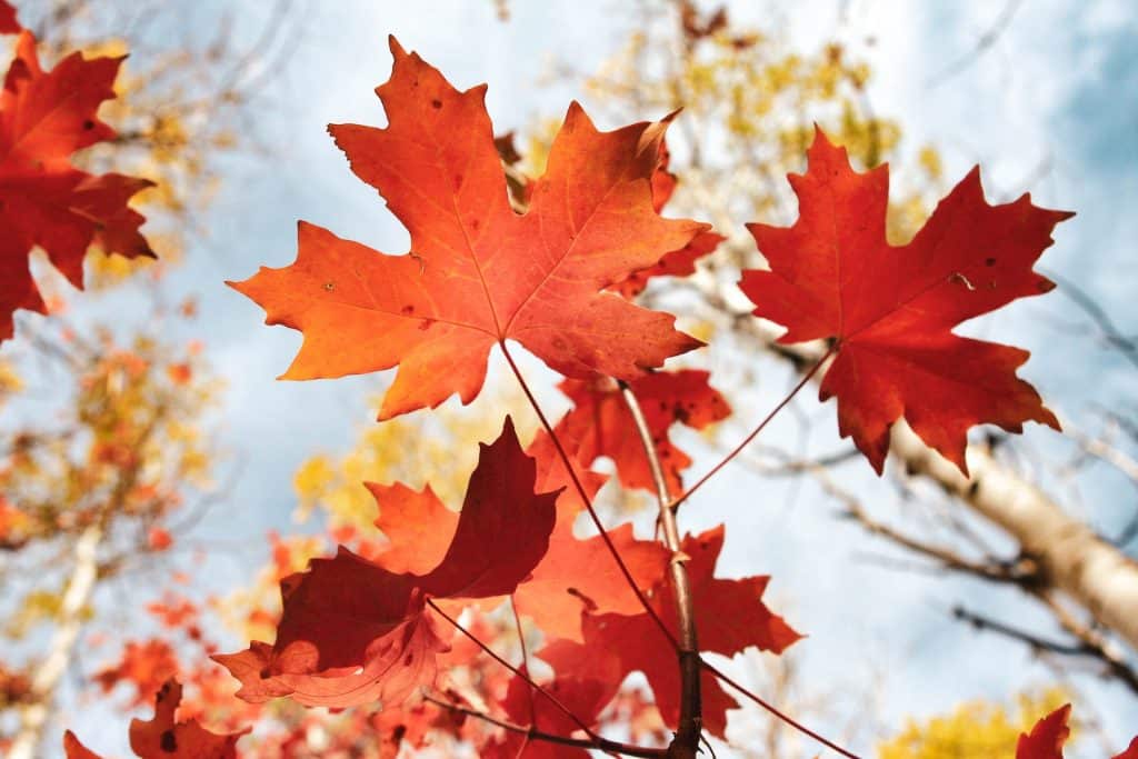 Maple Finance ends ties with Orthogonal Trading over loan default