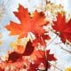 Maple Finance ends ties with Orthogonal Trading over loan default