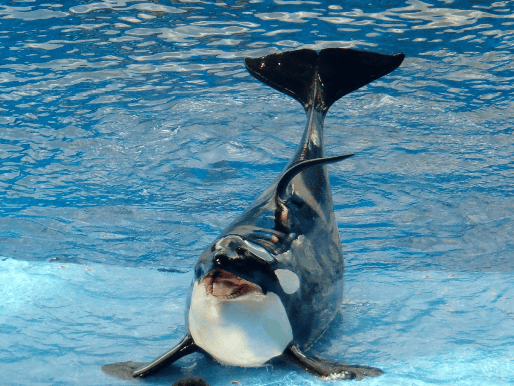 Bitcoin whales show accumulation restraint: What does it mean for BTC?