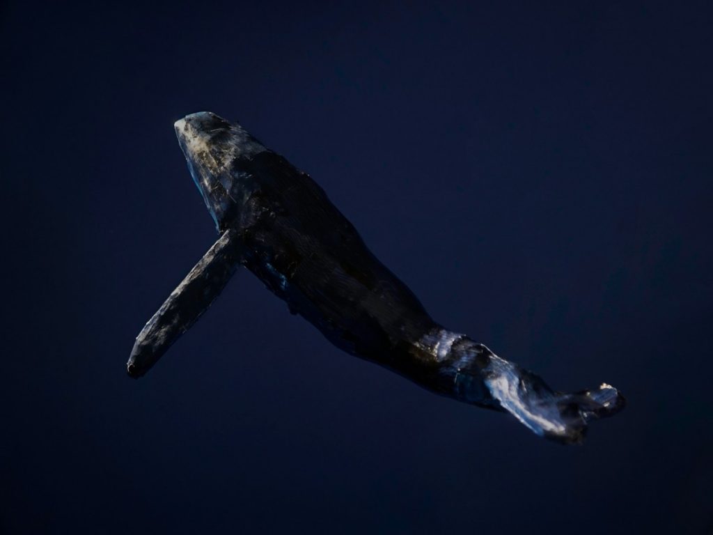 Compound [COMP] whales intensify accumulation, even as price fails to grow