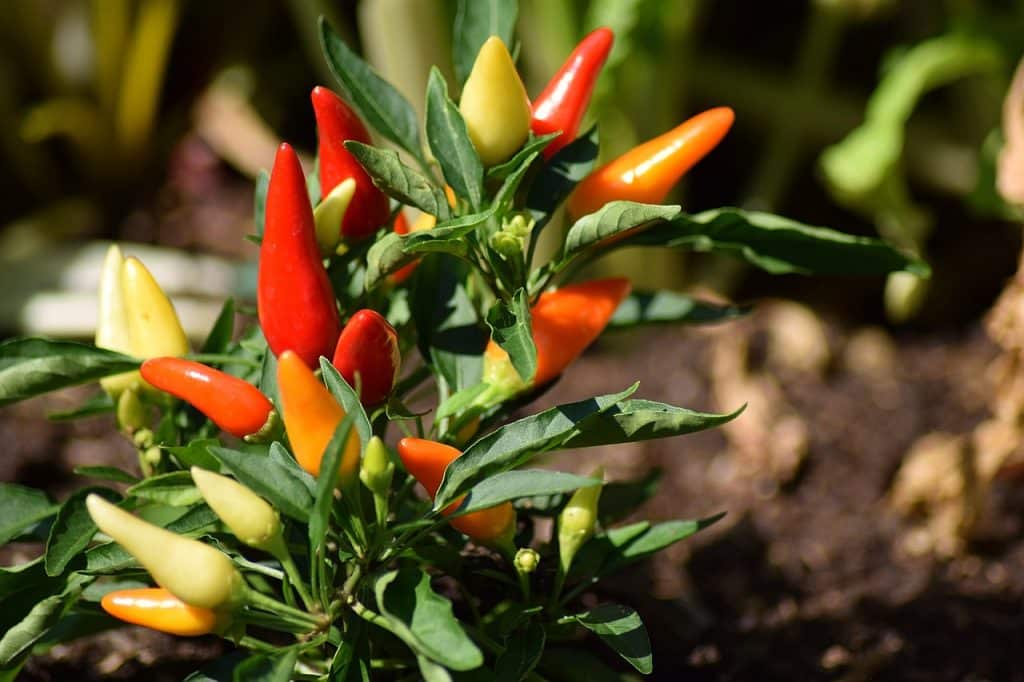 Chiliz shows signs of a continued upward push but this could halt at...