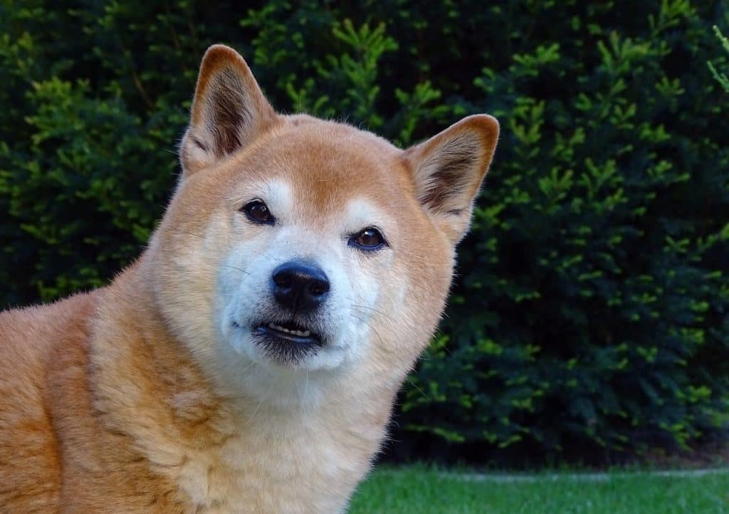 Dogecoin falls beneath an area of support, is it the right time to short?