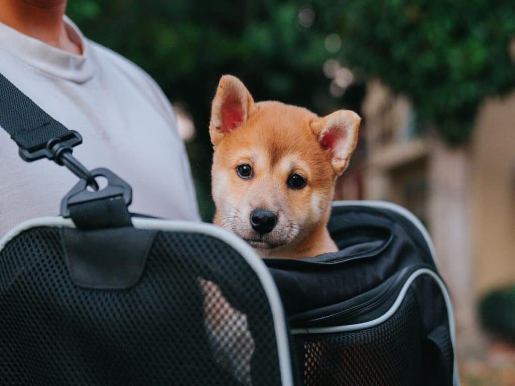 Shiba Inu’s NFT space was on fire but will it help SHIB beat the odds?