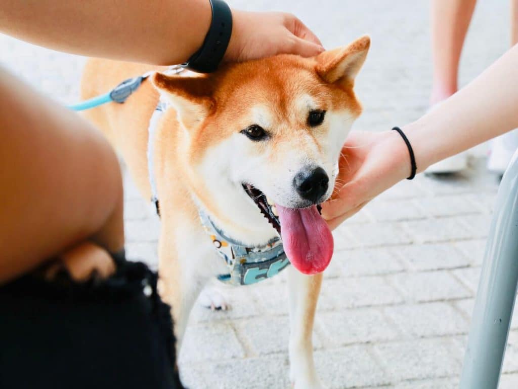 Shiba Inu: A look into the past and a glimpse of the future