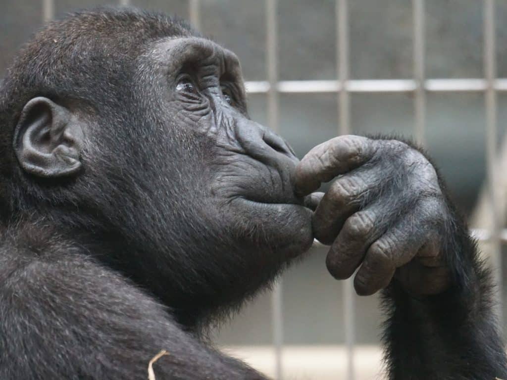 ApeCoin [APE] $4.849 support holds as bears struggle: Is a price reversal imminent?
