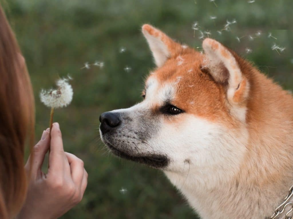 Can Shiba Inu's Metaverse update help SHIB continue its bull rally? 