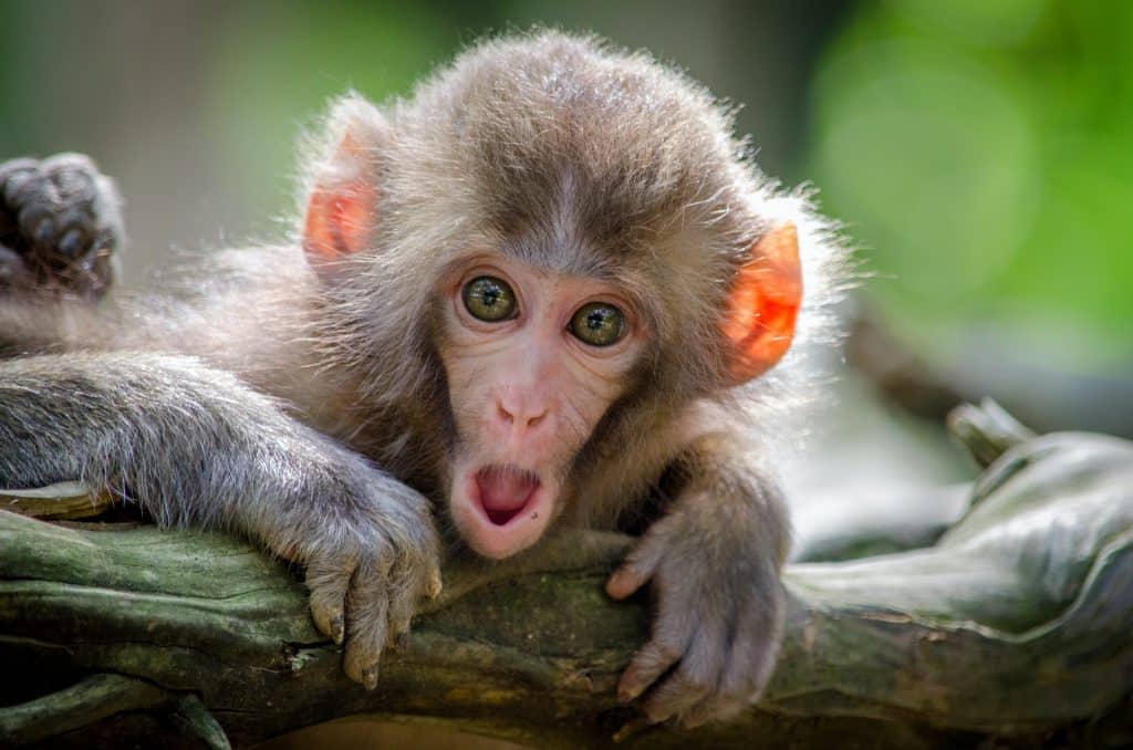 ApeCoin [APE] moves to a higher range, but there's an issue