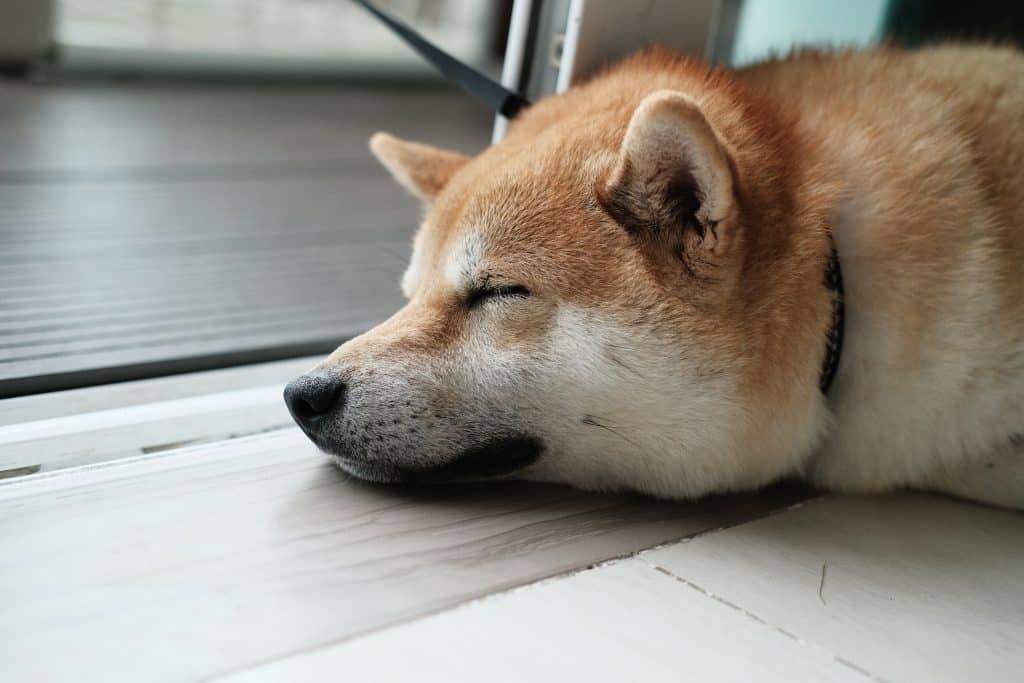 Shiba Inu [SHIB]: Extra gains could be unlikely if this obstacle persists