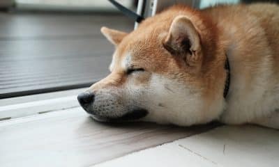 Shiba Inu [SHIB]: Extra gains could be unlikely if this obstacle persists