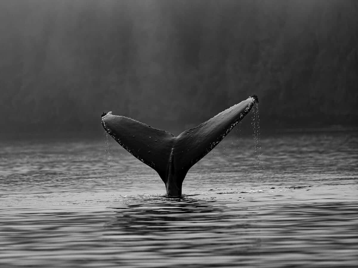 Is whale interest in Cardano [ADA] enough to sustain its bull rally?