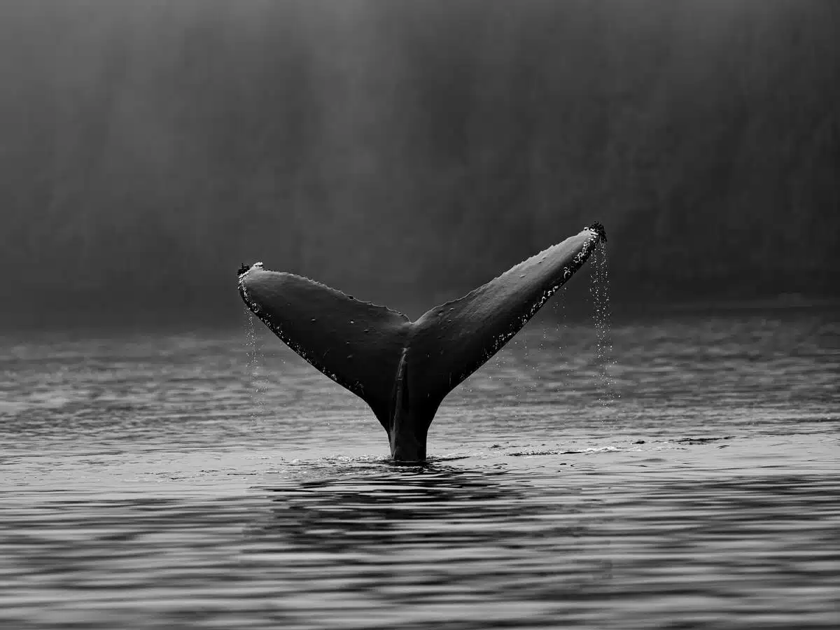 Is whale interest in Cardano [ADA] enough to sustain bull rally?
