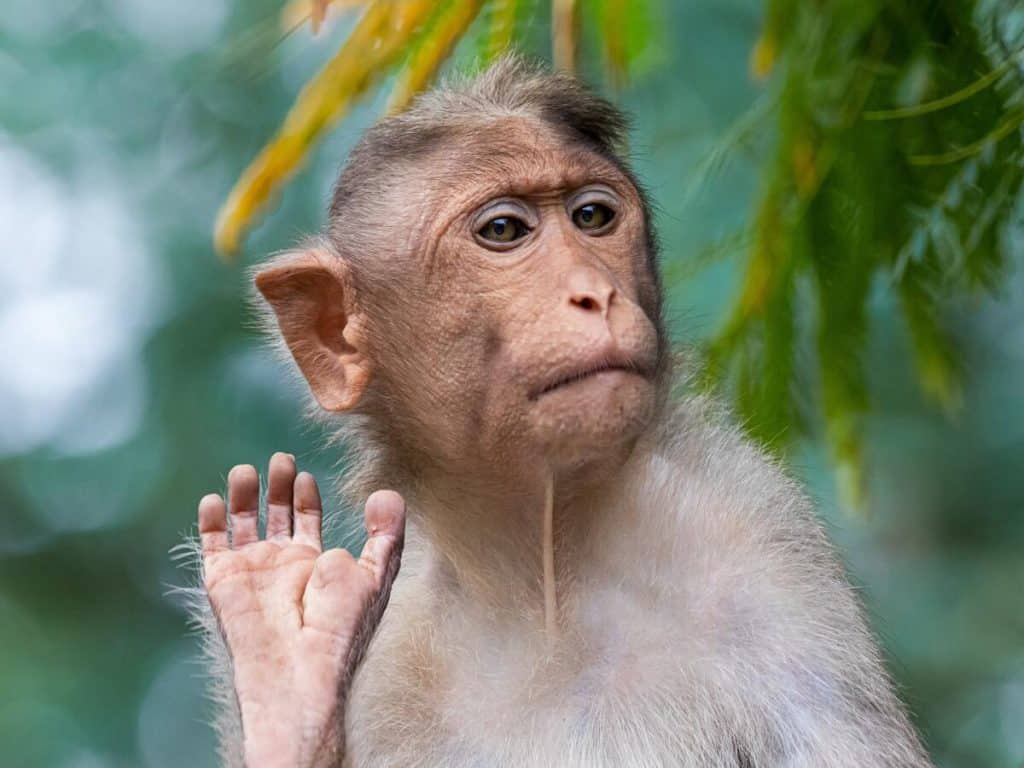 Why ApeCoin [APE] did not respond to BAYC’s achievements?