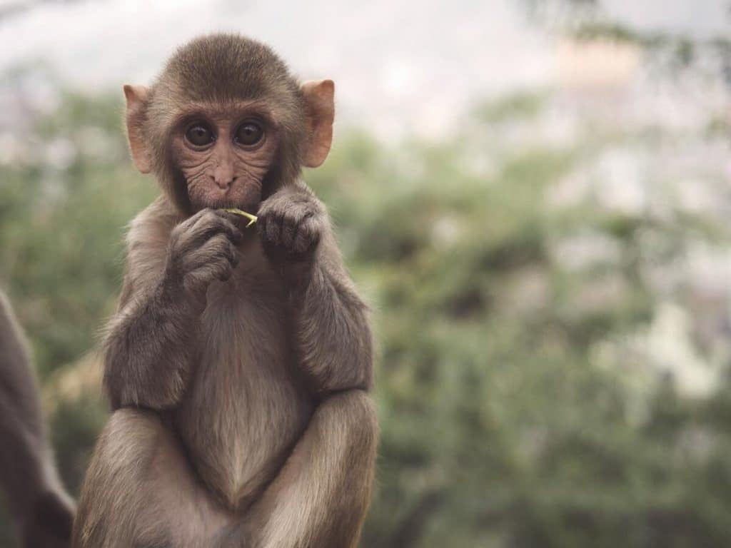 ApeCoin [APE]: This latest development can trigger selling pressure 