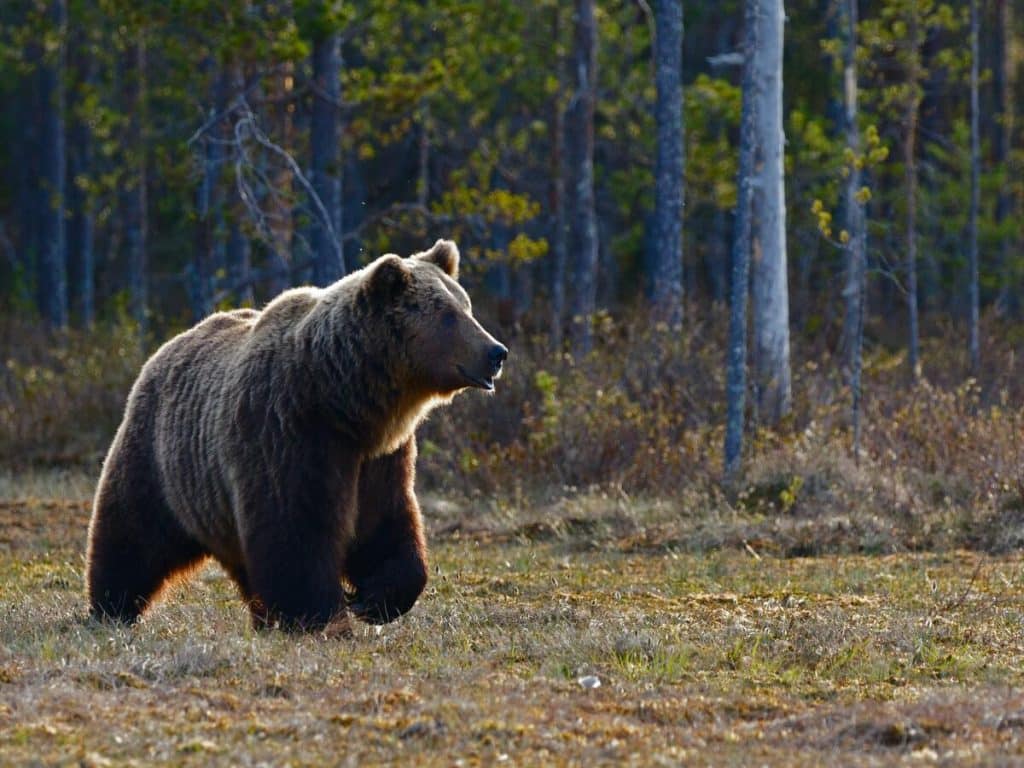 Aptos [APT]: Bears eke out a victory over bulls - cause for concern? 