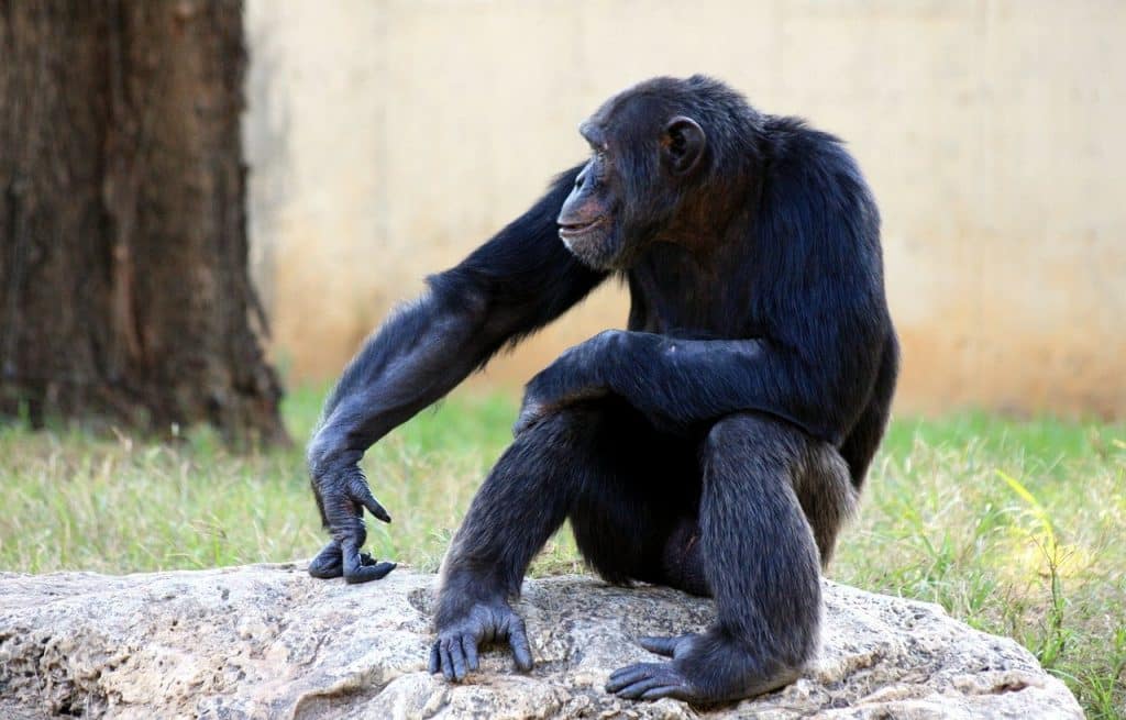 ApeCoin is perched atop $5 and the uptrend is unbroken thus far