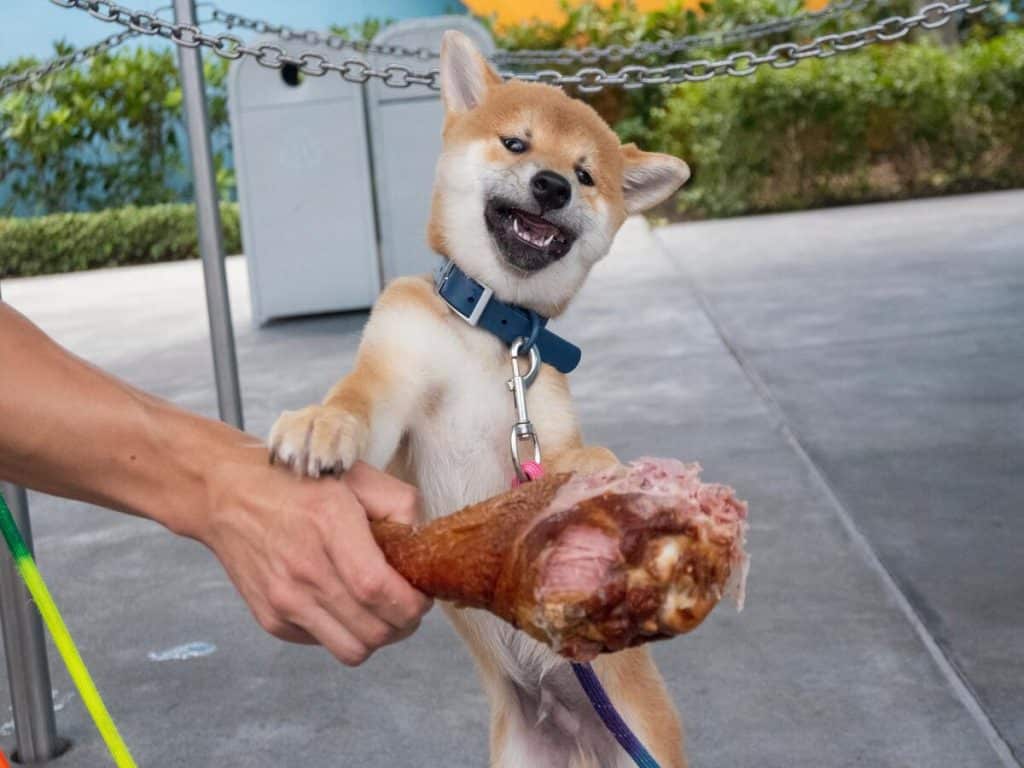 New Shibarium update is here- Will Shiba Inu [SHIB] benefit from this? 