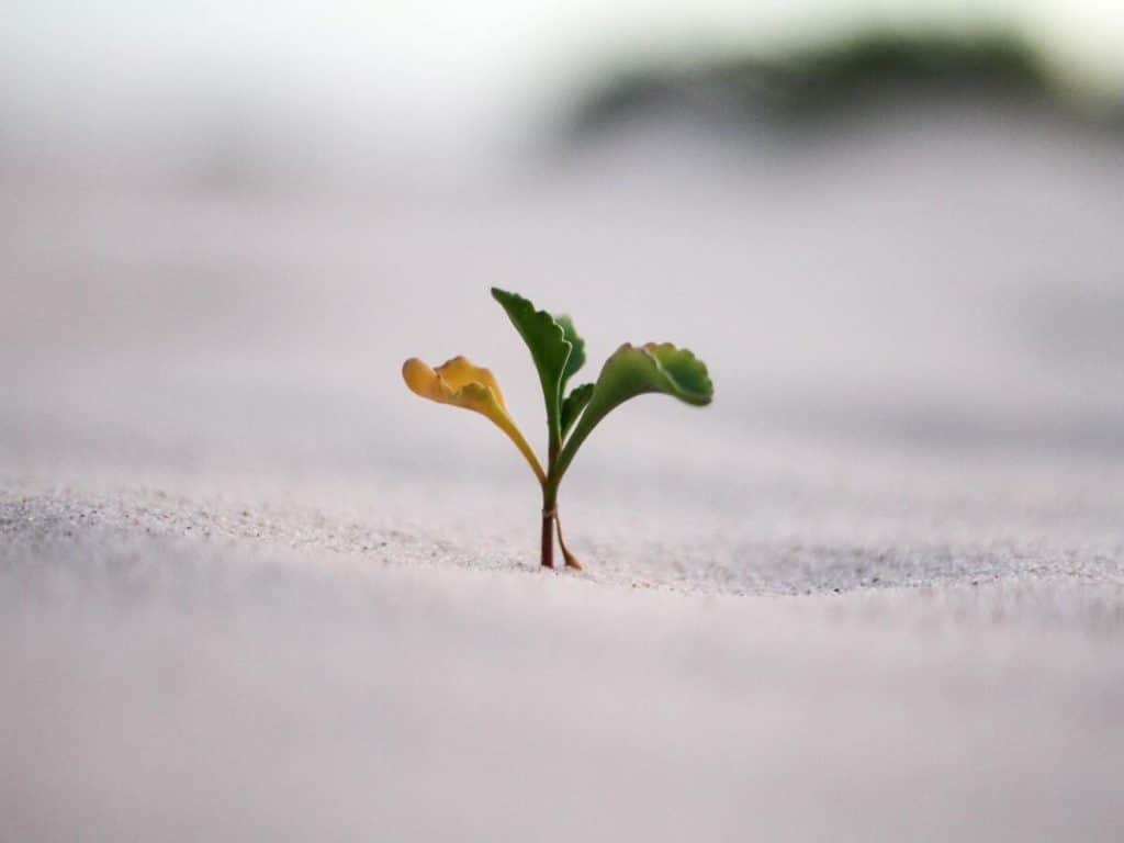 VeChain registrs exponential growth, but is it sustainable? 