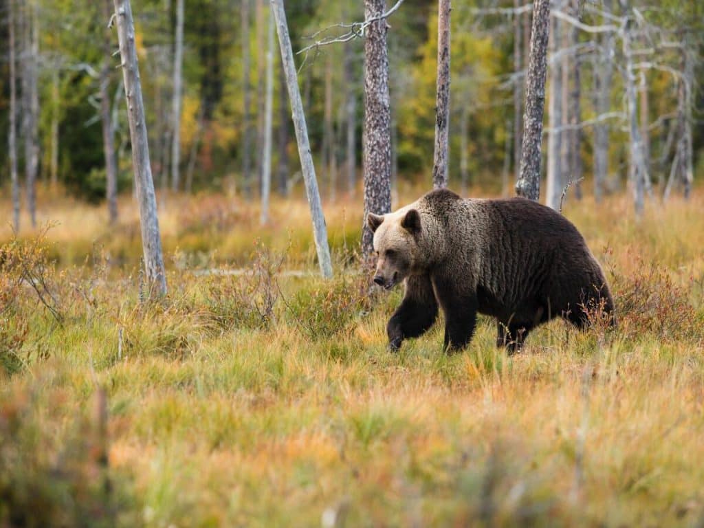 VeChain reaches new milestone, but will it be enough to beat the bears?  