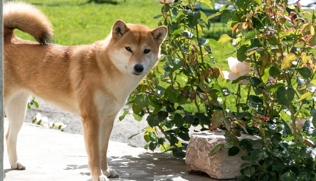 Dogecoin’s sentiment hit 4-month high; fell sharply afterward - Can bulls prevail?