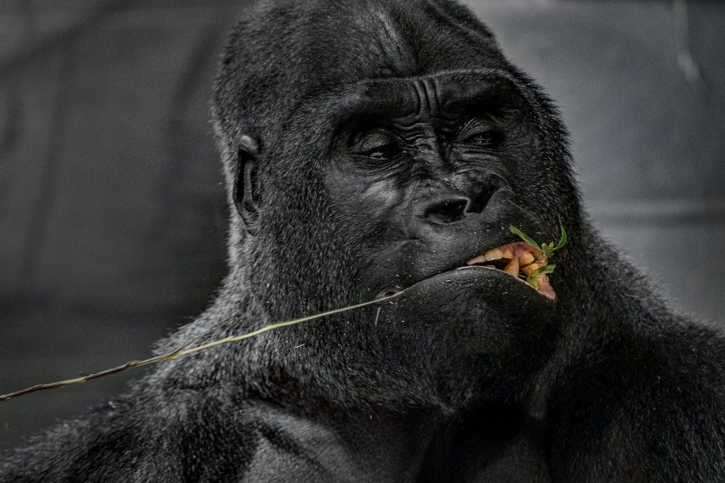 ApeCoin [APE] reacts in this manner as Yuga Labs dives into Ordinals