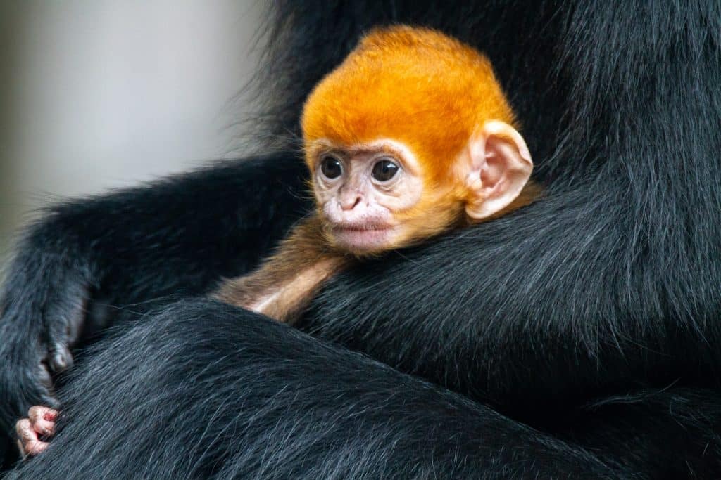 ApeCoin [APE]: Yuga Labs' new development could impact the ecosystem in this manner