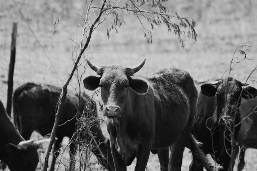 GMX enjoys post-FTX whale interest, but challenges arise