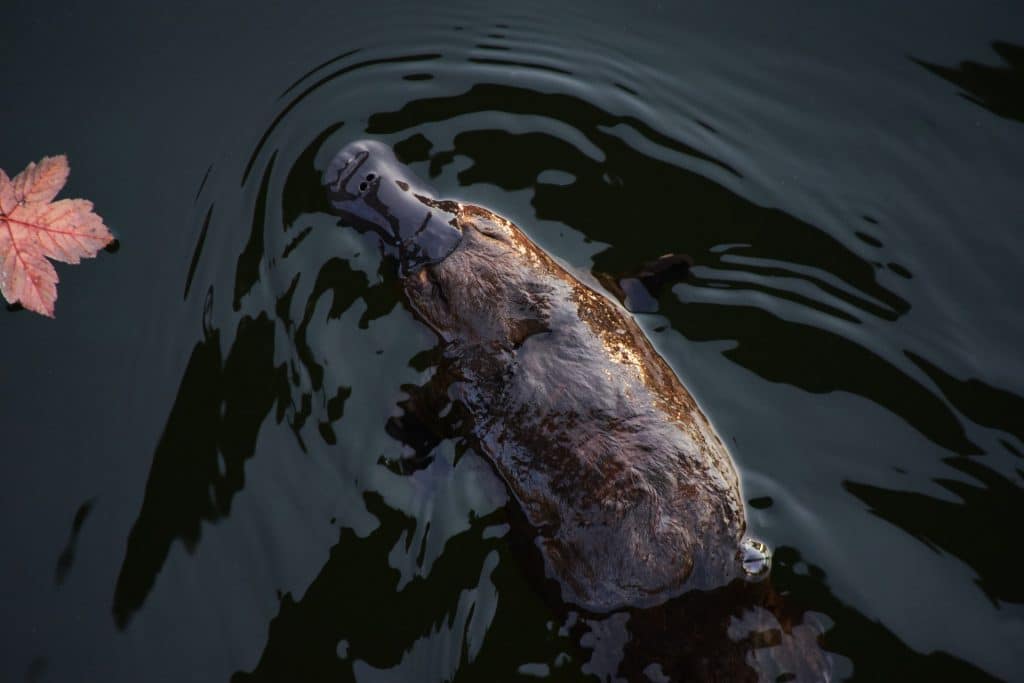 Platypus Finance to compensate users affected by exploit, more inside