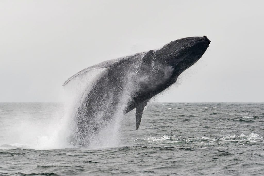MakerDAO: Whales extend solidarity as MKR braces for key battle on this front