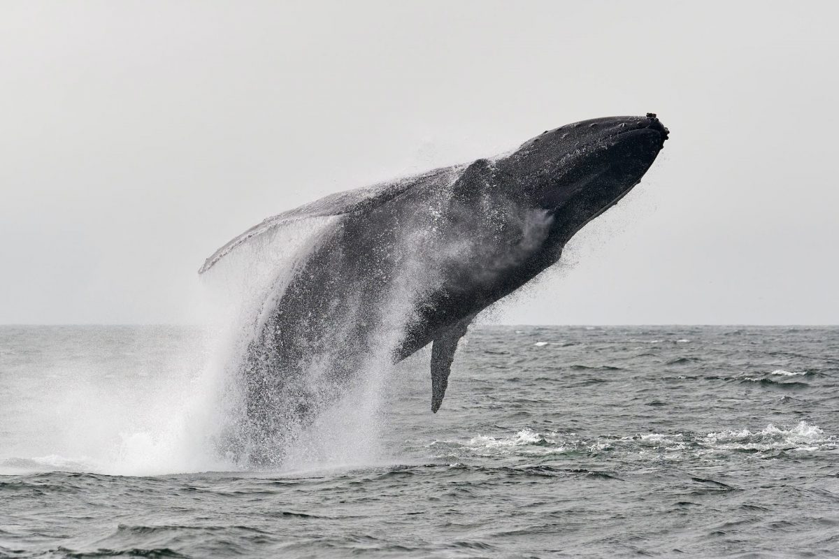MakerDAO: نهنگ ها به عنوان مهاربندهای MKR برای نبرد کلیدی در این جبهه، همبستگی خود را گسترش می دهند