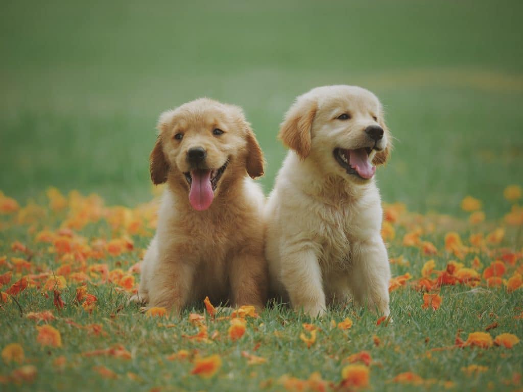 Dogecoin [DOGE]: Bulls focus on $0.09 target despite bearish sentiment