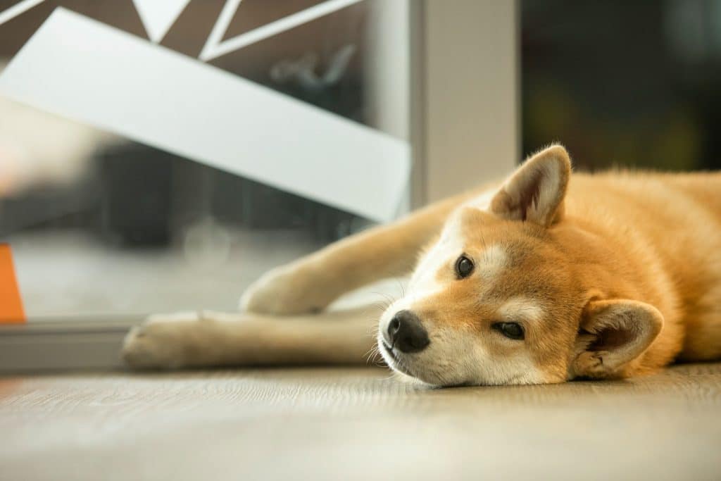 FLOKI sets memecoin stage on fire, but is it too big a threat for Shiba Inu?