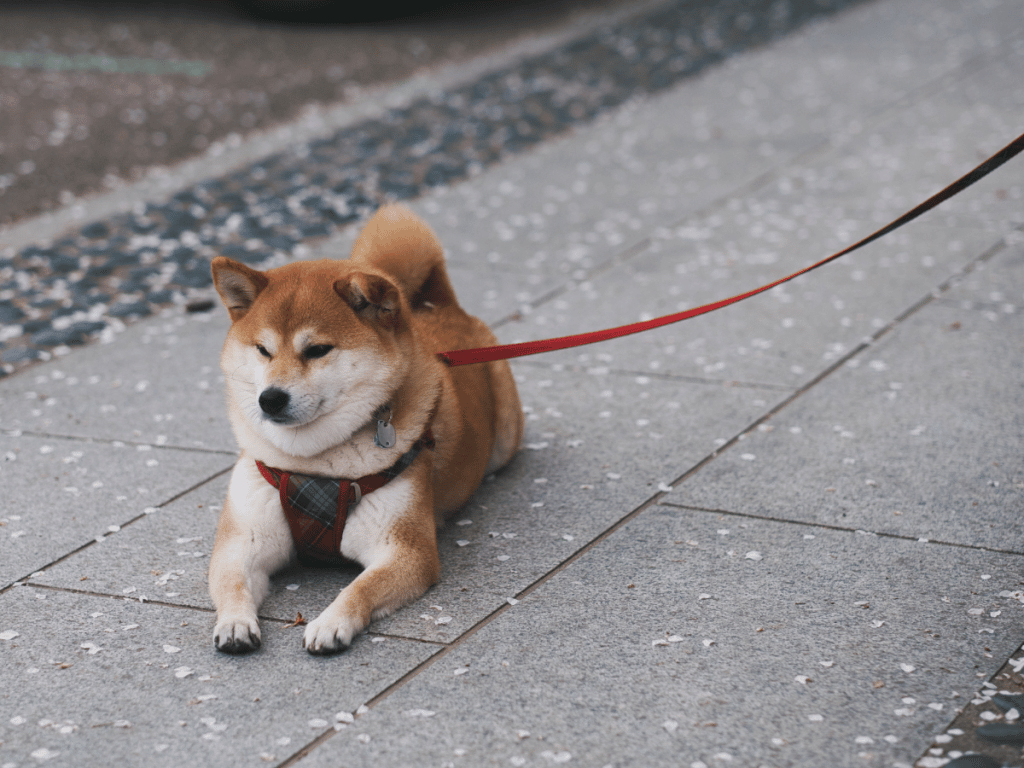 Dogecoin news