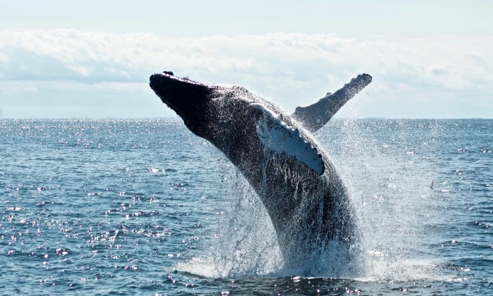 Cardano: Why increase in whale transactions should be a cause of concern - BitcoinEthereumNews.com