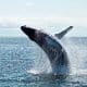 Cardano: Why increase in whale transactions should be a cause of concern