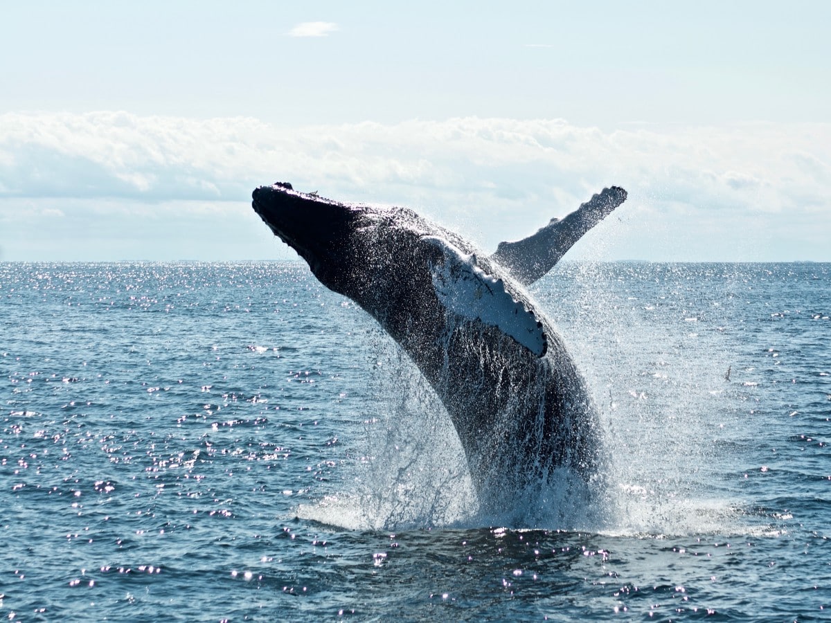 Cardano: Why increase in whale transactions should be a cause of concern