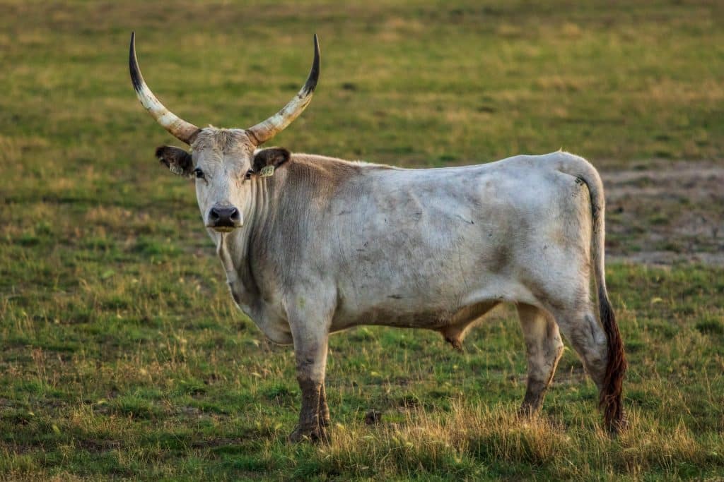 Polkdot [DOT]: Bulls focused on $8 - Is it even attainable?