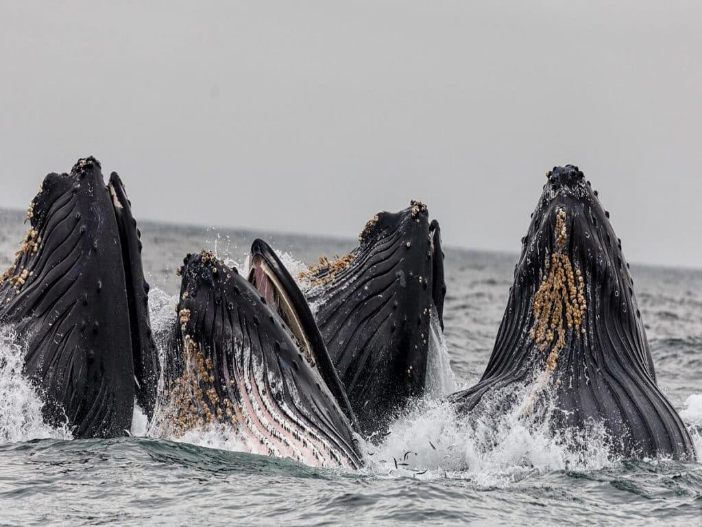 Whale interest in BTC and ETH diminishing, is another bear cycle around the corner? 