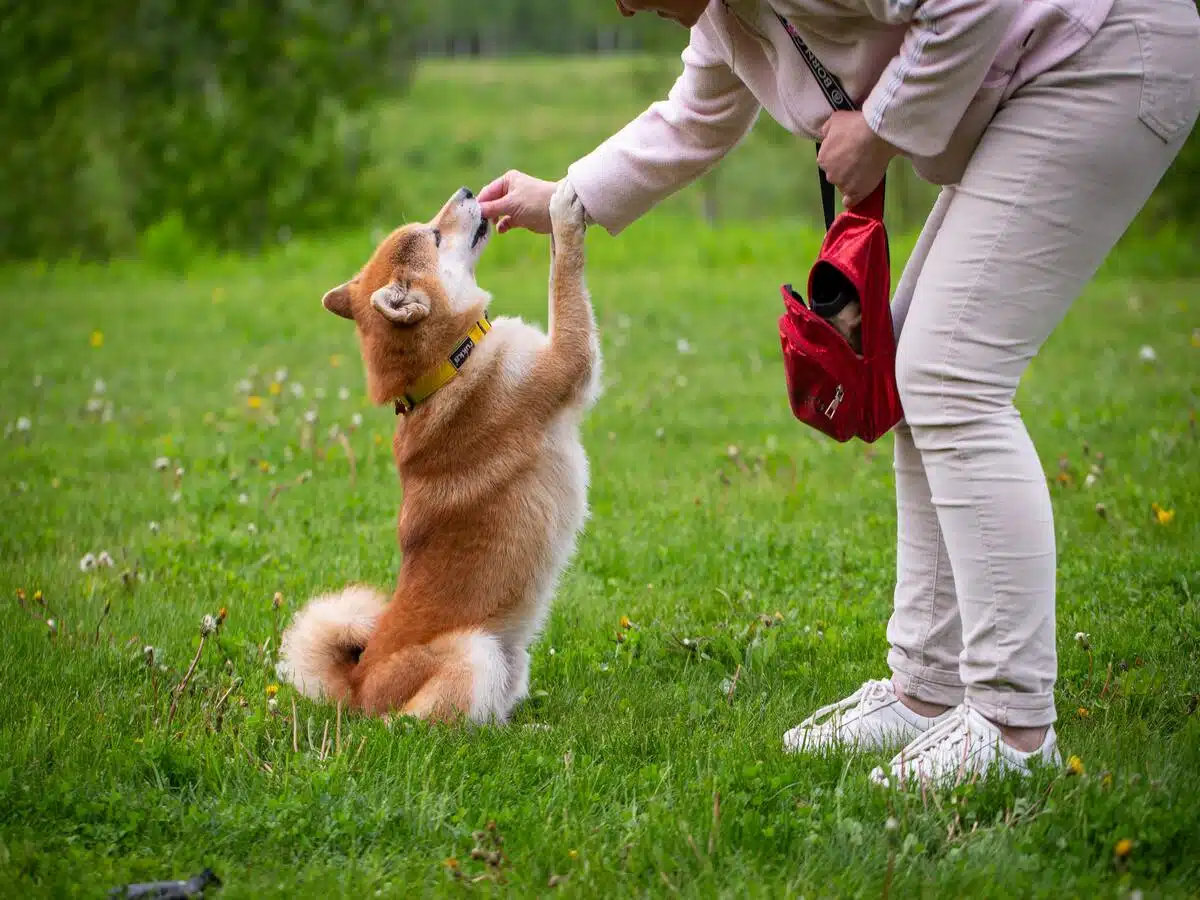 Shiba Inu: Negative sentiments rise; trend reversal seems likely, here's why