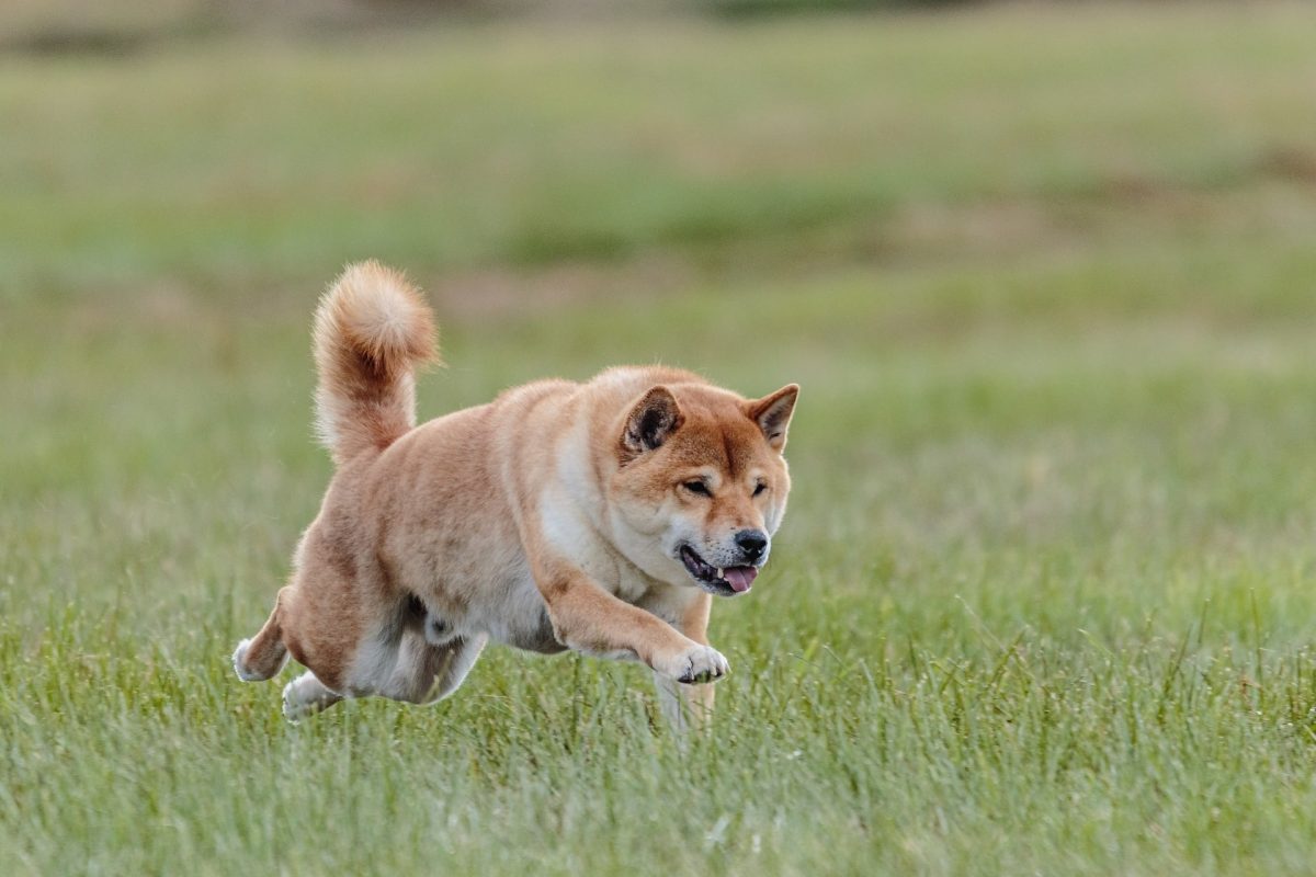 Shiba Inu gets another exchange listing; this is how SHIB reacted