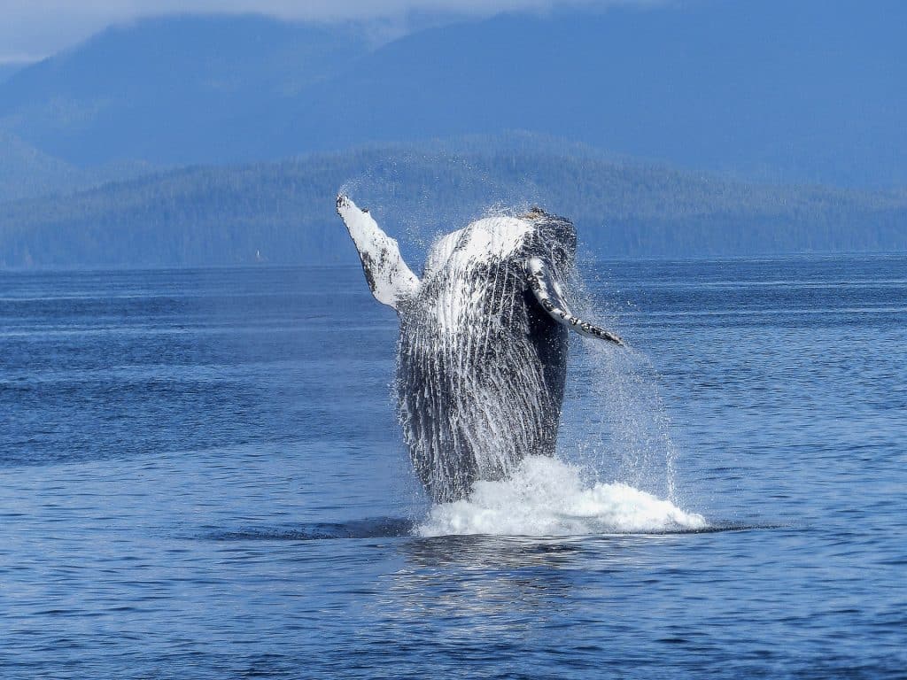 ADA and FET see increased whale transactions: What's going on?